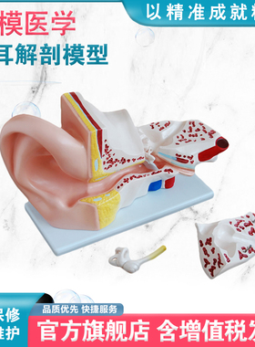 弘模HOM/XC303A大耳解剖模型5倍放大 耳朵内部结构外耳、中耳、内耳 平衡器官教学培训直观教具