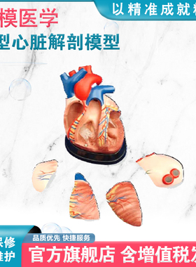 弘模HOM/XC307D中型心脏解剖模型3倍放大、可拆分成5件病人护理、学生课程直观教具心脏内外解剖教学模型