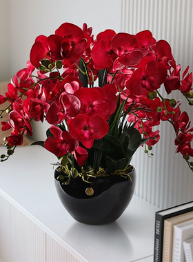 法国COTE NOIRE蝴蝶兰居家摆件持久留香高级感无火香氛花生日礼物