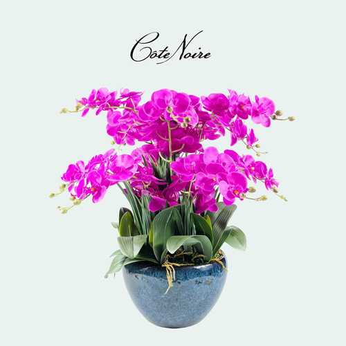 CoteNoire蝴蝶兰香氛花