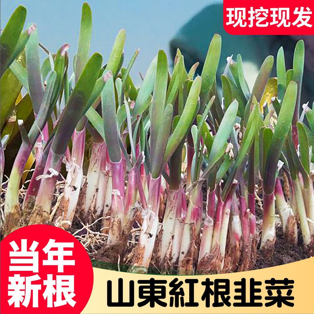 农家紫根韭菜根苗四季苗盆栽九菜红根子菲菜根韮菜根阳台可种植
