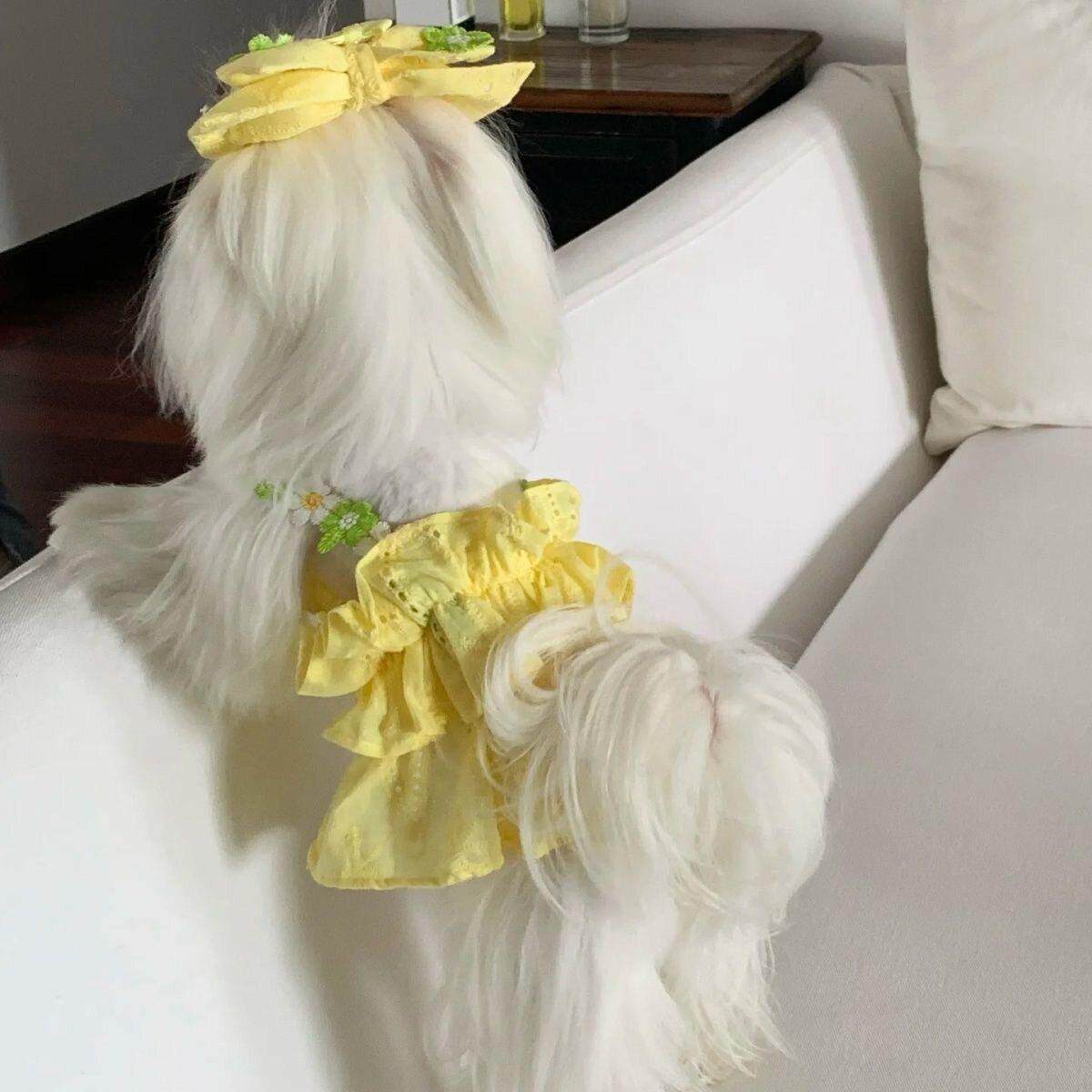 马尔济斯专用衣服约克夏小狗狗裙子夏天夏季夏日薄款洋装小体犬
