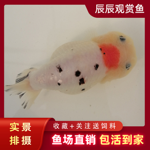 冷水淡水精品三色奶牛樱花红顶娃娃脸国粹兰寿金鱼观赏鱼包活好养