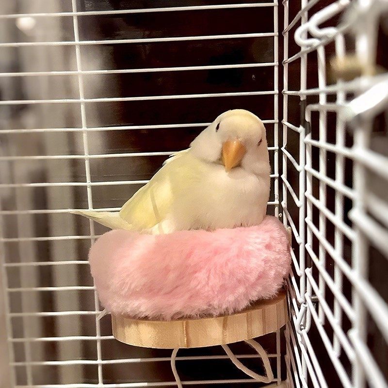 鸟窝鹦鹉窝小鸡睡窝鸟巢窝牡丹小太阳睡觉床鸟笼造景神器宠物用品,宠物/宠物食品及用品,鸟窝,淘宝优惠券,粉丝福利购,淘宝优惠卷