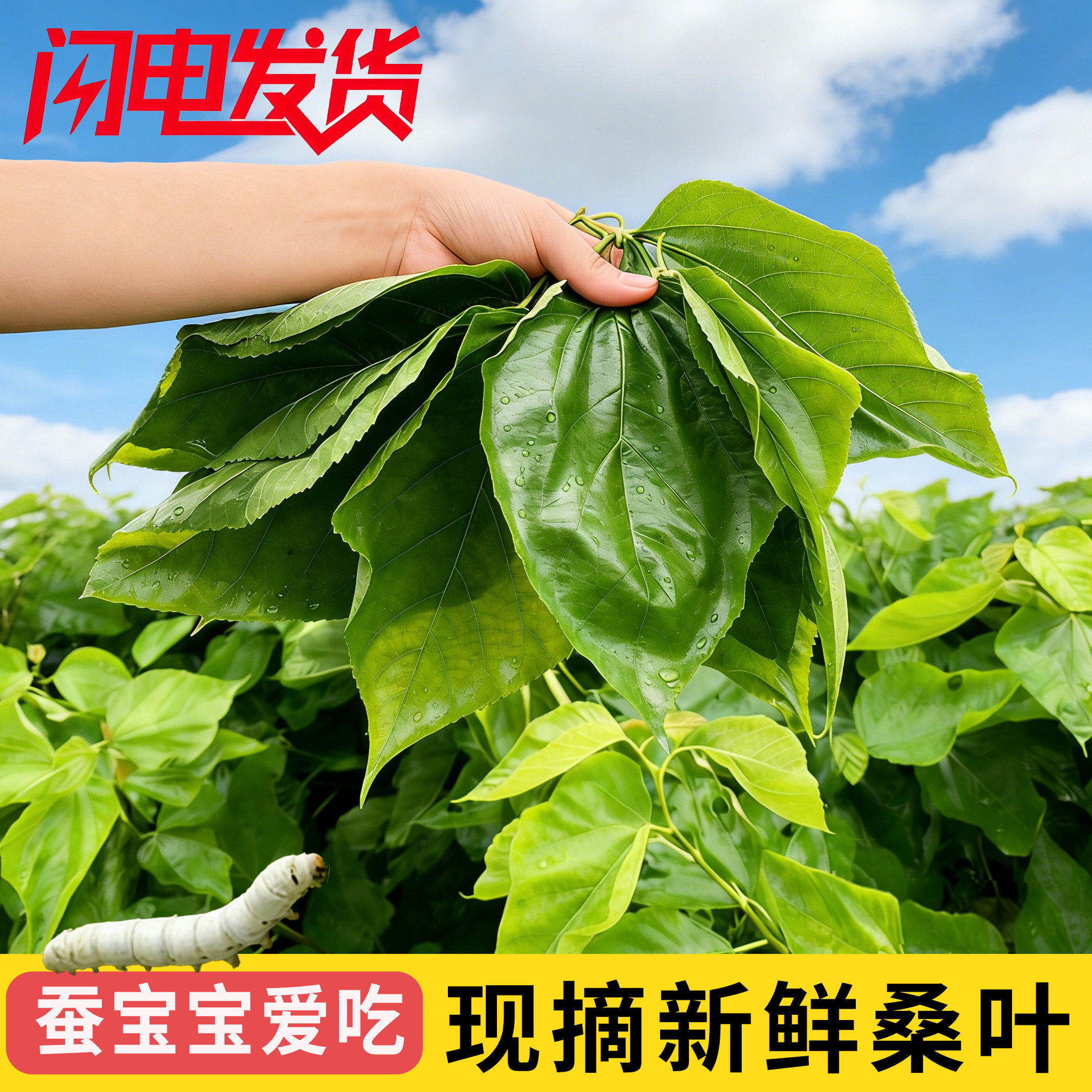新鲜桑叶喂蚕宝宝学生养蚕套装春嫩桑叶现摘小蚕虫吃500g1斤次日