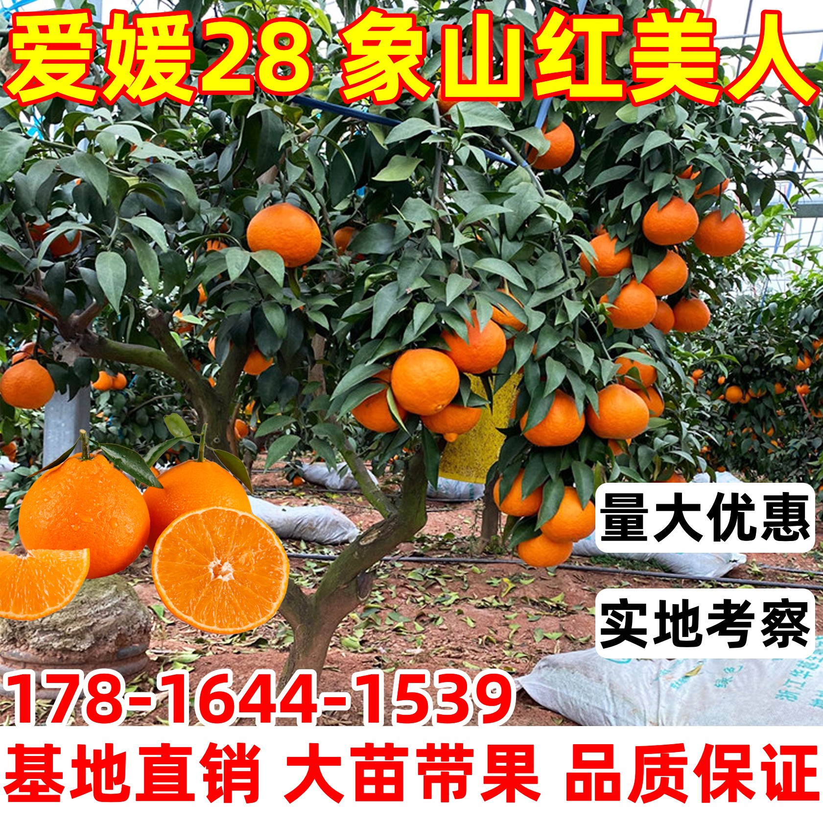 爱媛28号红美人树苗果冻橙柑橘苗