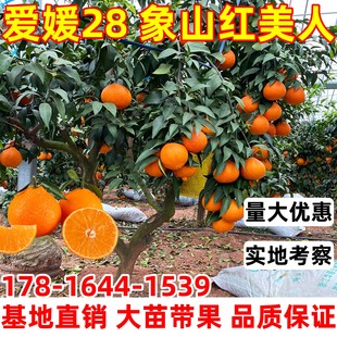爱媛28号象山红美人树苗 38号果冻橙 甘平柑橘桔子嫁接苗大苗带果