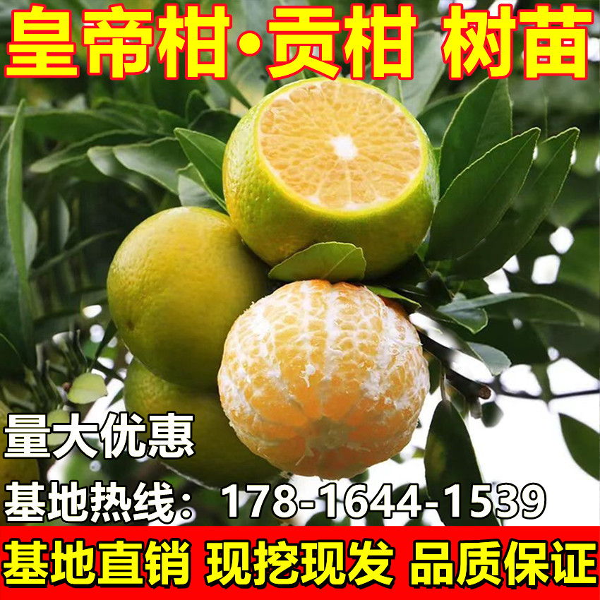 皇帝柑樹苗正宗德慶貢柑嫁接苗 091沃柑樹苗橘子苗盆地栽當(dāng)年結(jié)果
