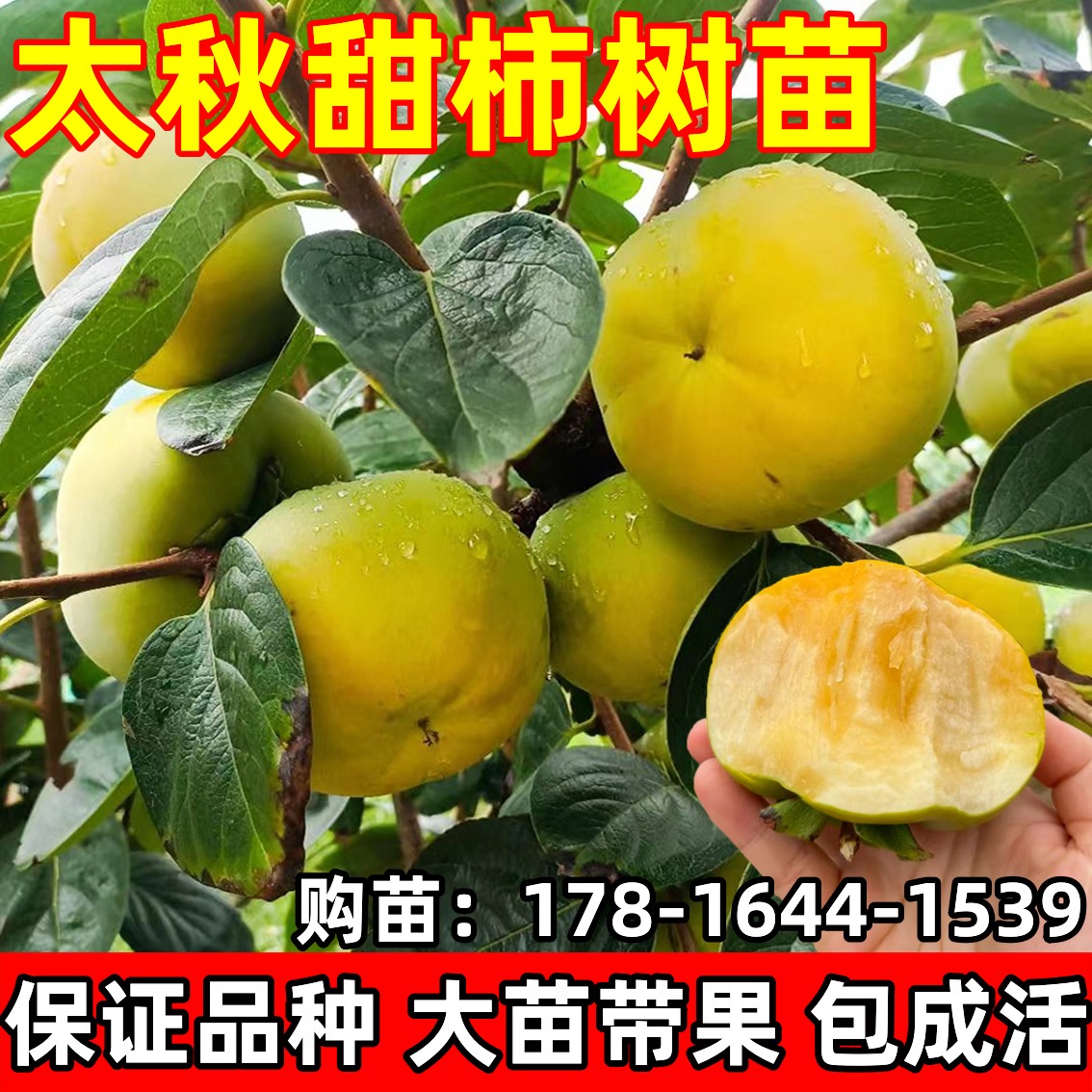 柿子果樹苗太秋甜柿樹苗正宗脆甜柿子樹苗特大庭院柿樹南北方種植