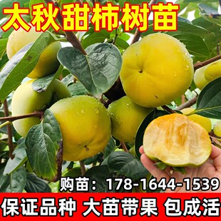 柿子果树苗太秋甜柿树苗正宗脆甜柿子树苗特大庭院柿树南北方种植