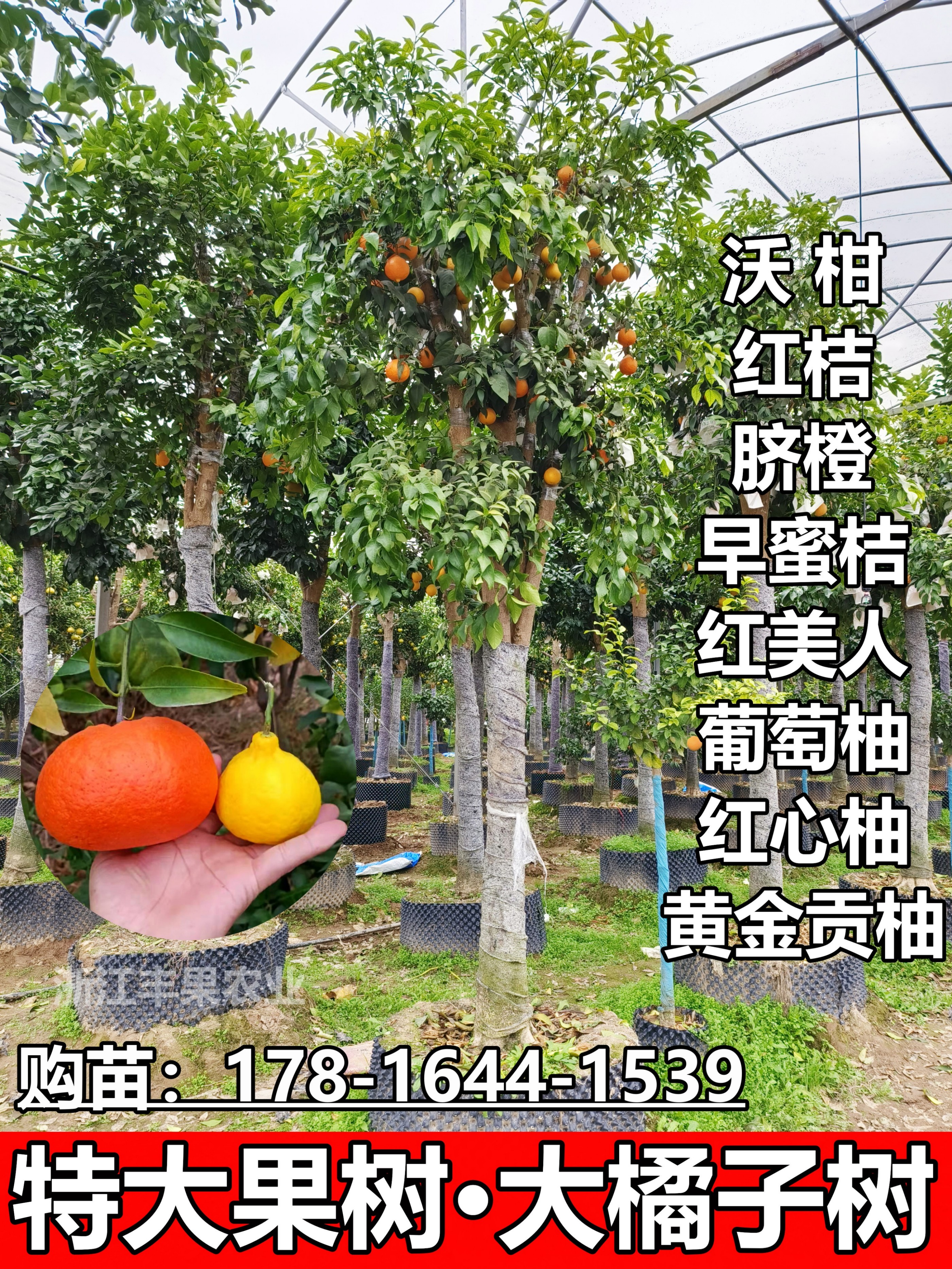 特大橘子树苗柚子树高杆蜜桔脐橙柠檬/柑橘类盆栽