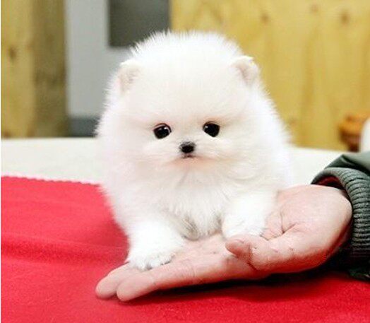 纯种博美幼犬茶杯犬茶杯犬长不大俊介小型犬俊介幼犬宠物狗活幼体