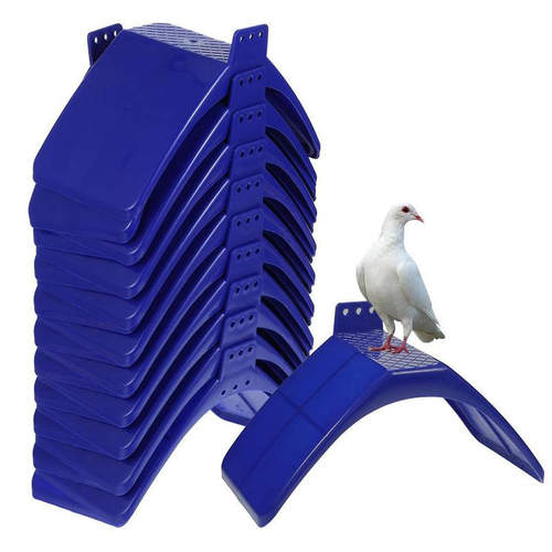PigeonStandPigeonHabitatP