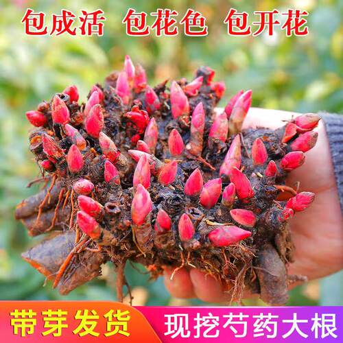 芍药种根价格 芍药种根图片 星期三