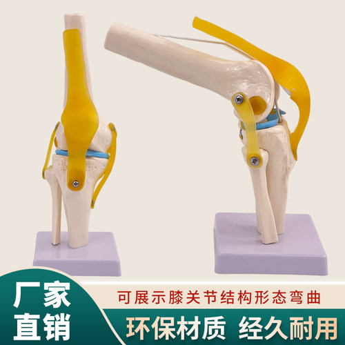 膝关节美善模型人体模型教学