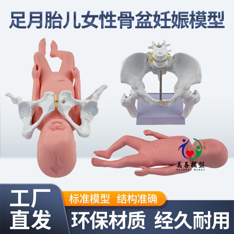 美善模型分娩助产示教教具