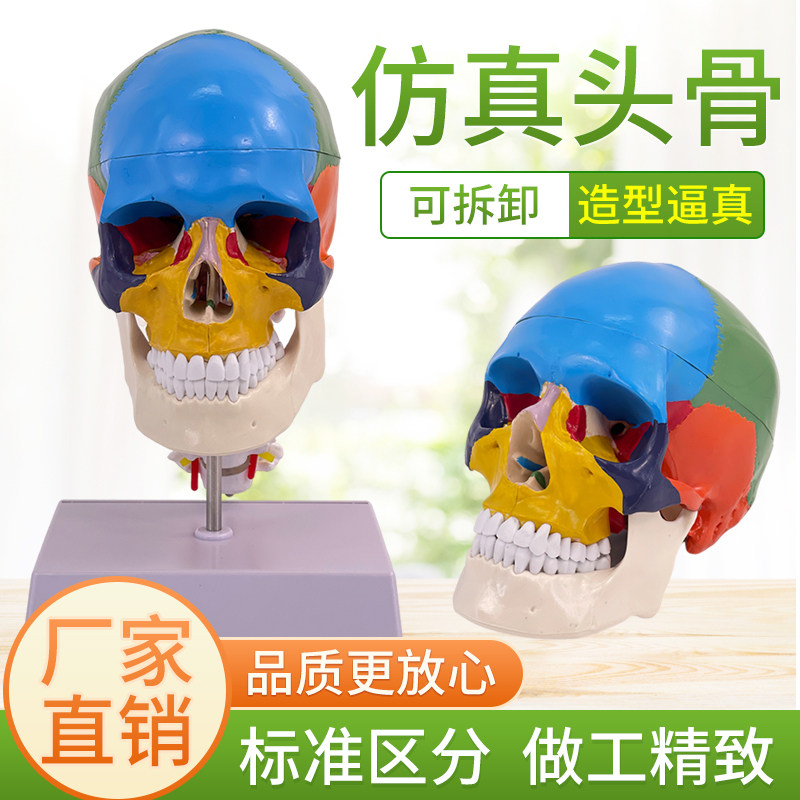 人体头颅骨着色模型 彩色头骨性分离模型带颈椎上色区分22块区域