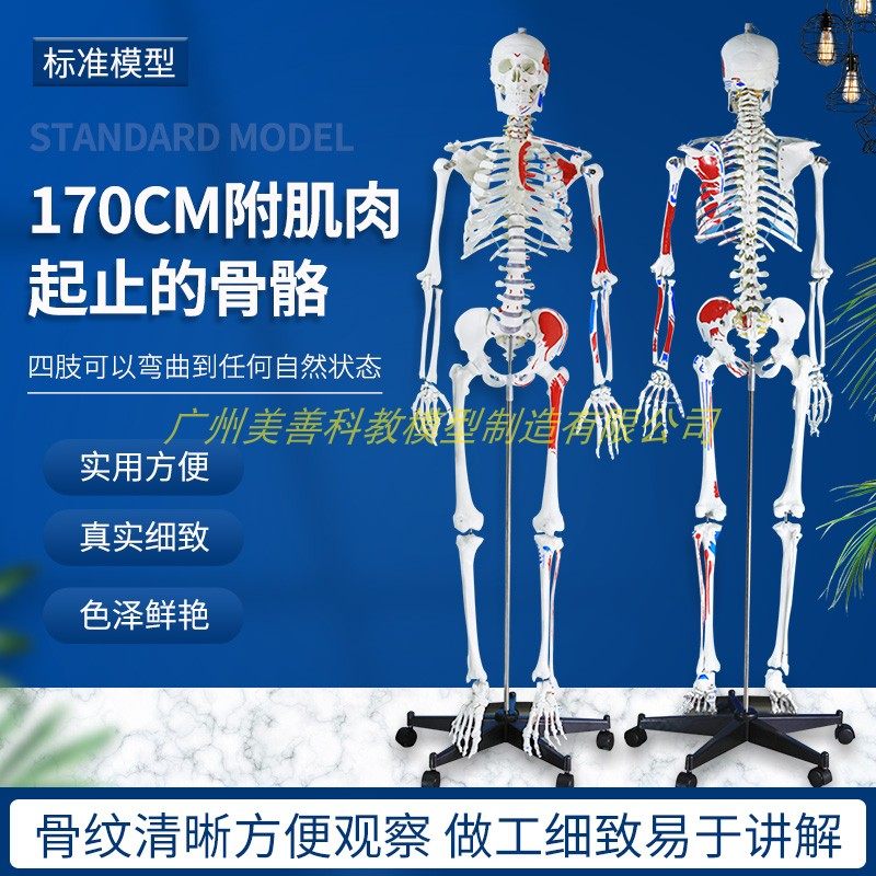 彩色170cm人体骨骼半边肌肉着色模型骨架仿真教学 脊椎 骷髅标本