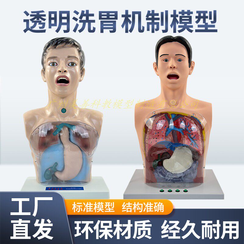 人体洗胃模型 带警示透明洗胃机制模型 胃肠减压训练人体模型医用