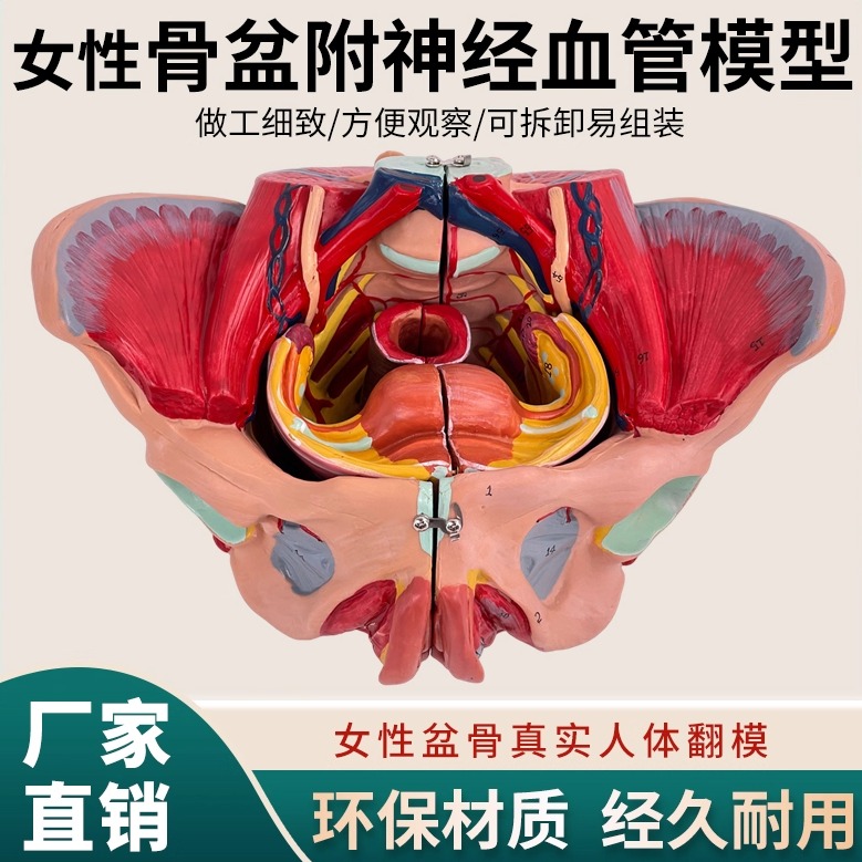 美善模型女性骨盆附神经血管模型