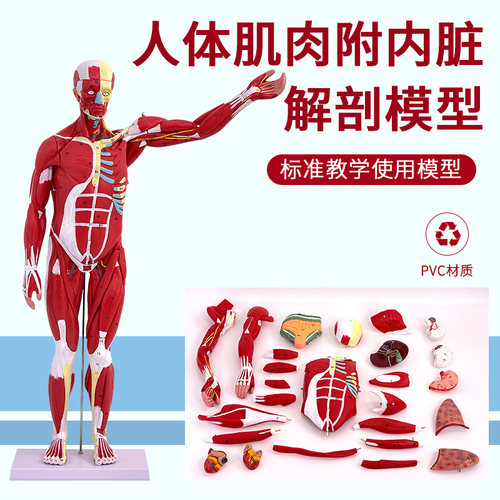 美善模型全身肌肉解剖模型教学