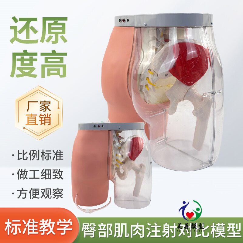 美善模型臀部肌肉注射透明对比