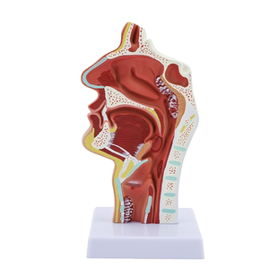 中医针灸穴位模型图全身家用十二经络人体硅胶模型可扎针小铜皮人