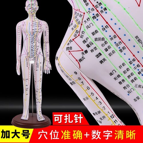 彩色针灸穴位人体模型全身经络