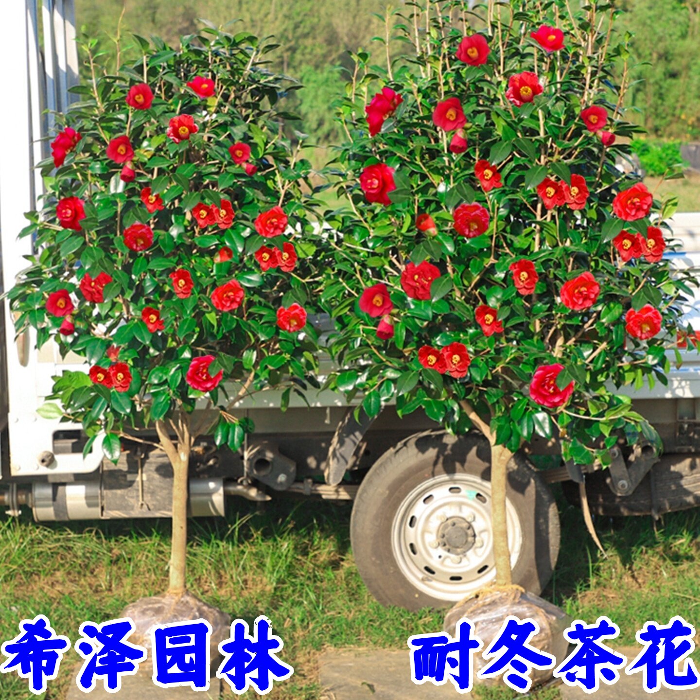 耐冬山茶花树苗庭院耐寒