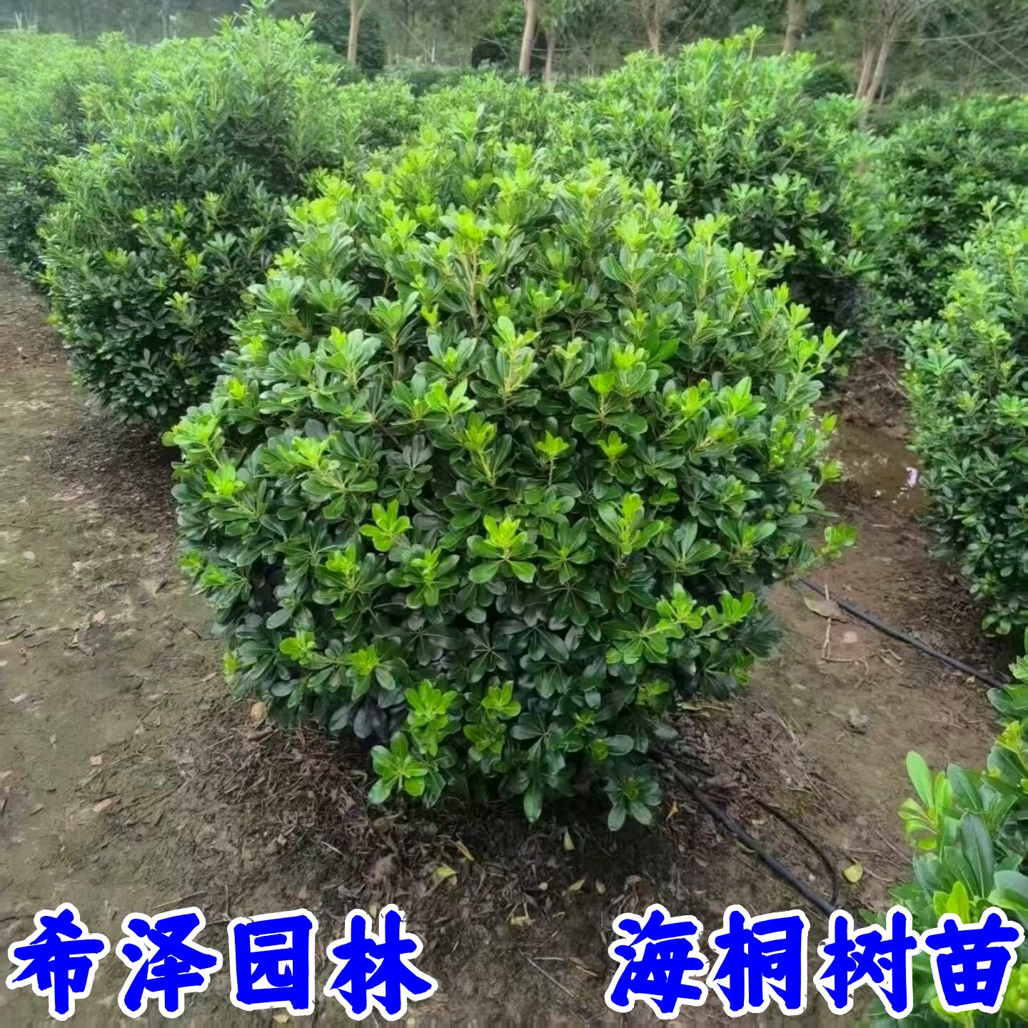 海桐树苗庭院行道四季常青