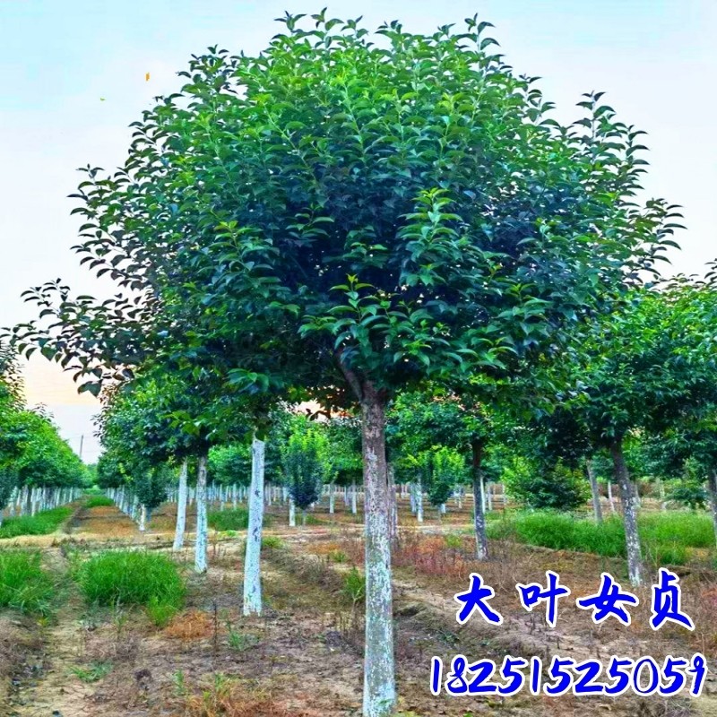 高杆大叶女贞苗 大叶女贞树苗 大叶女贞小苗占地拆迁苗庭院绿化树