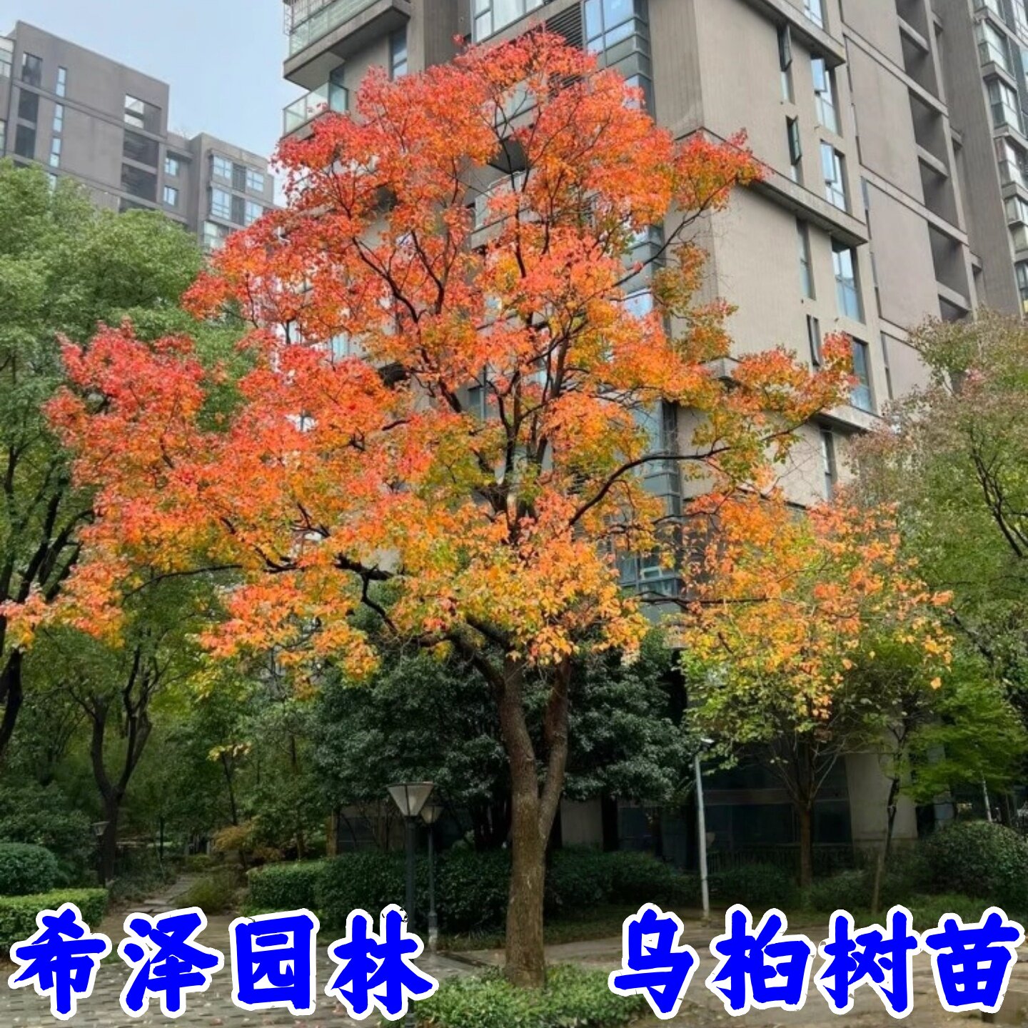 红叶乌桕树苗彩叶苗木丛生