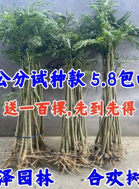 合欢树苗合欢苗绒花树苗芙蓉花树苗庭院花卉盆栽当年开花合欢苗