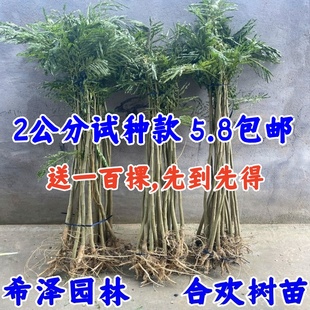 合欢树苗合欢苗绒花树苗芙蓉花树苗庭院花卉盆栽当年开花合欢苗