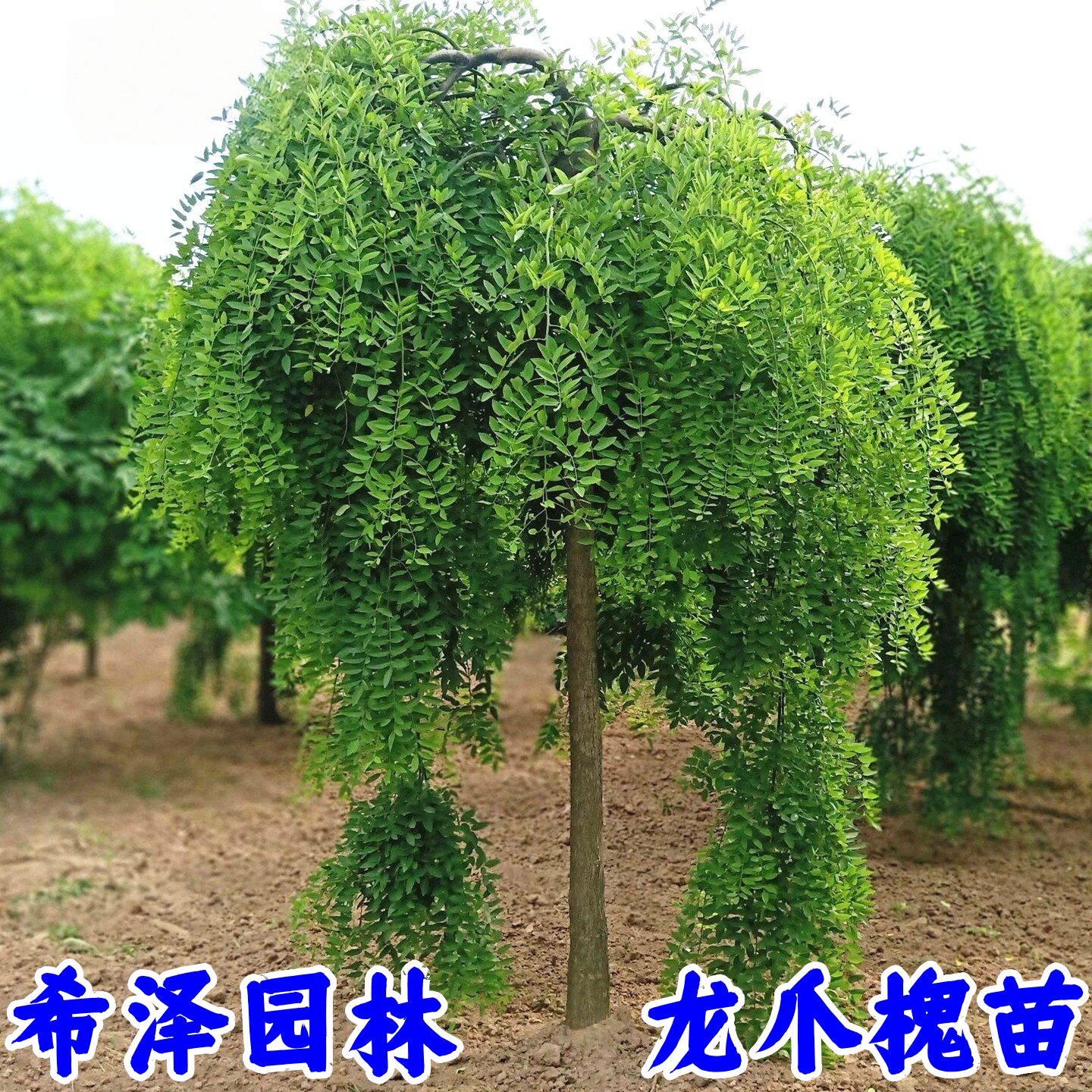 龙爪槐树苗 垂槐树苗 国槐苗 黄金槐树苗 庭院植物 绿化工程苗木