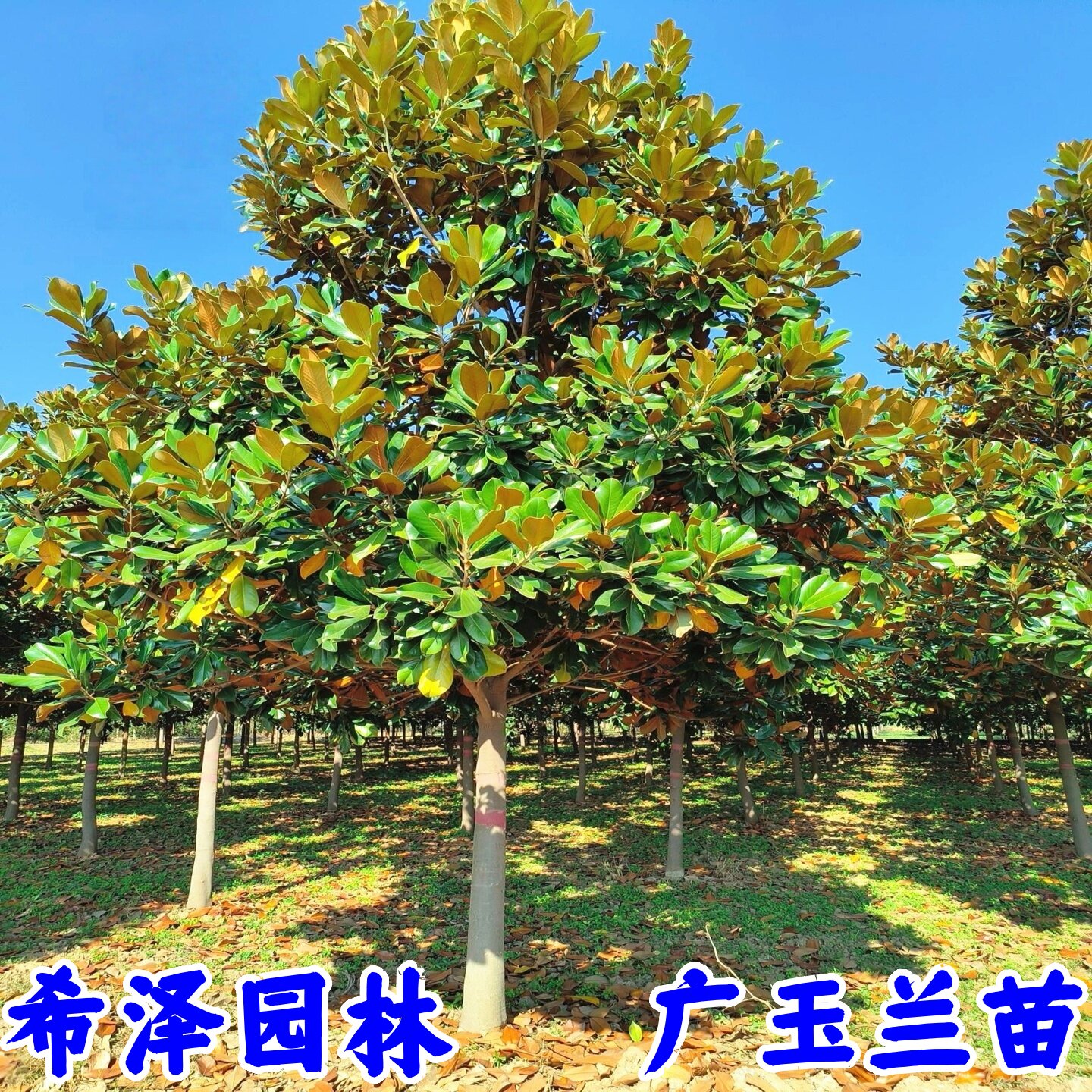 广玉兰树苗四季常青绿化树苗