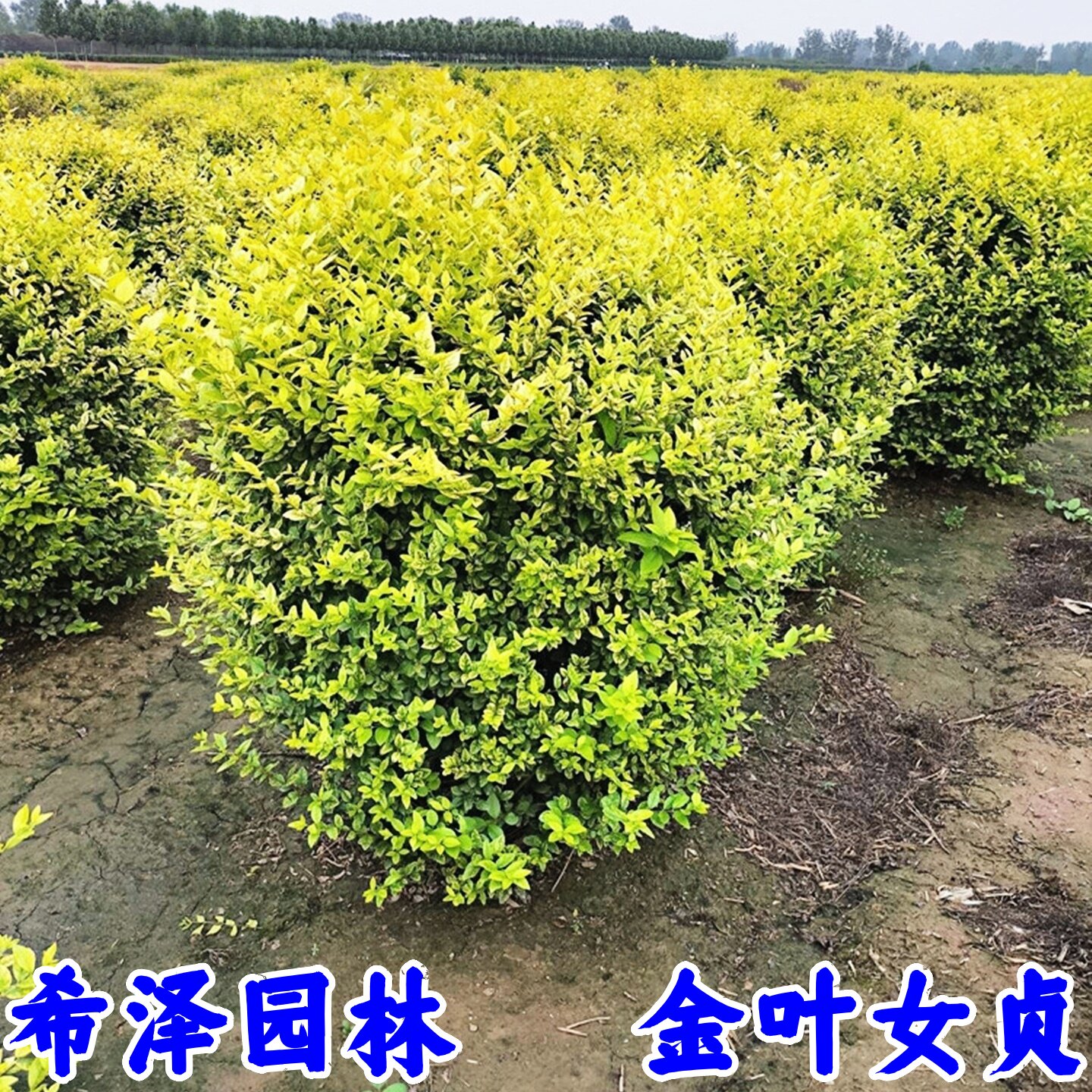 金叶女贞苗四季长青庭院绿化植物