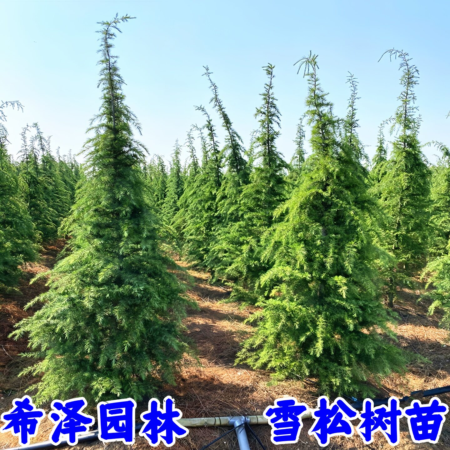 雪松苗四季常青绿化苗