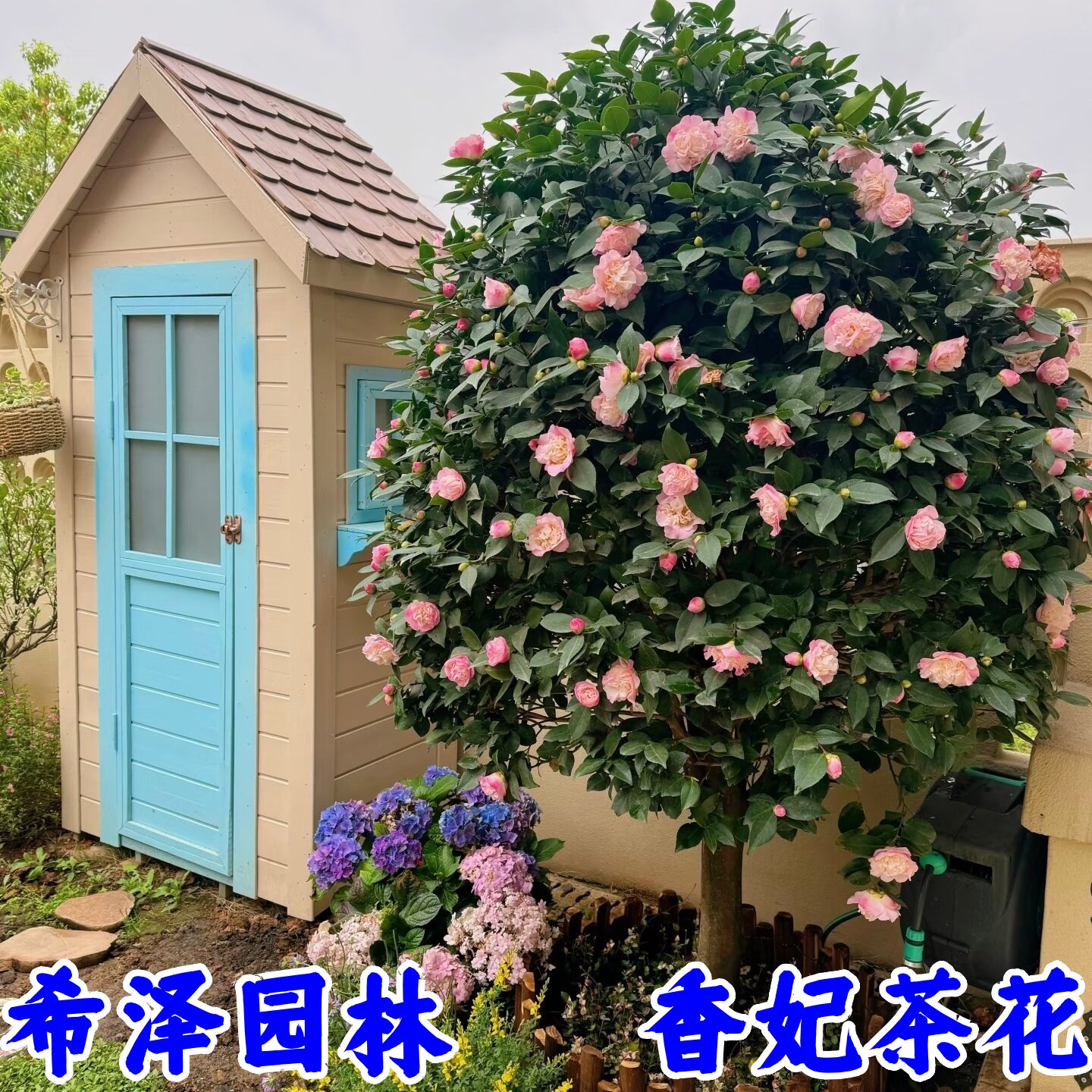 香妃茶花五色赤丹茶花苗