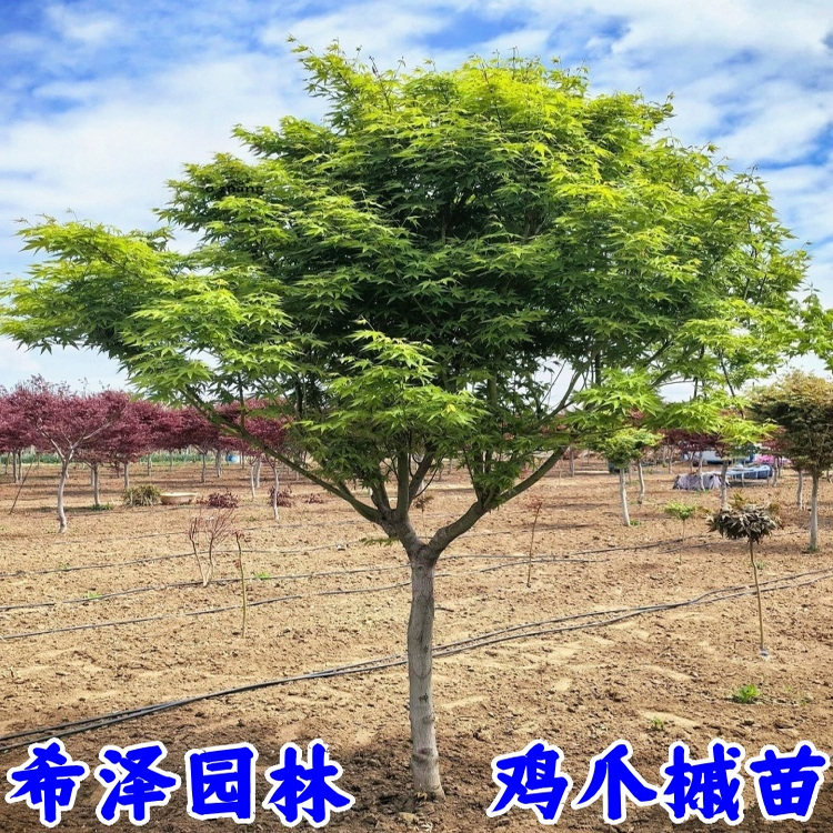 鸡爪槭树苗青枫庭院大型耐寒绿化风景树彩叶植物丛生鸡爪槭红枫苗