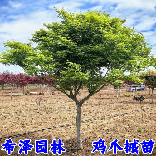 鸡爪槭树苗青枫庭院大型耐寒