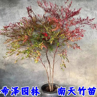 南天竹苗红天竺火焰南天竹盆栽盆景庭院绿化植物红叶植物耐寒
