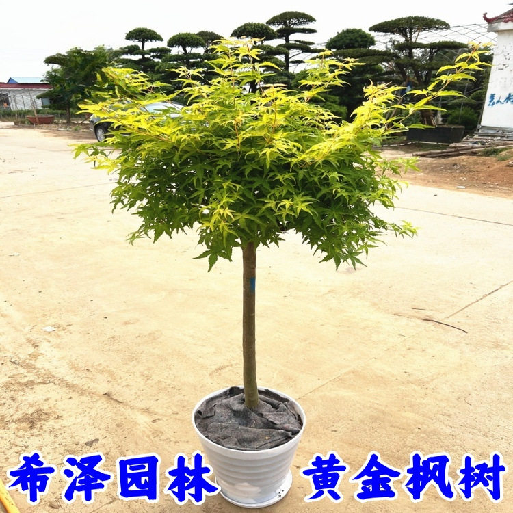 正宗橙之梦黄金枫树苗