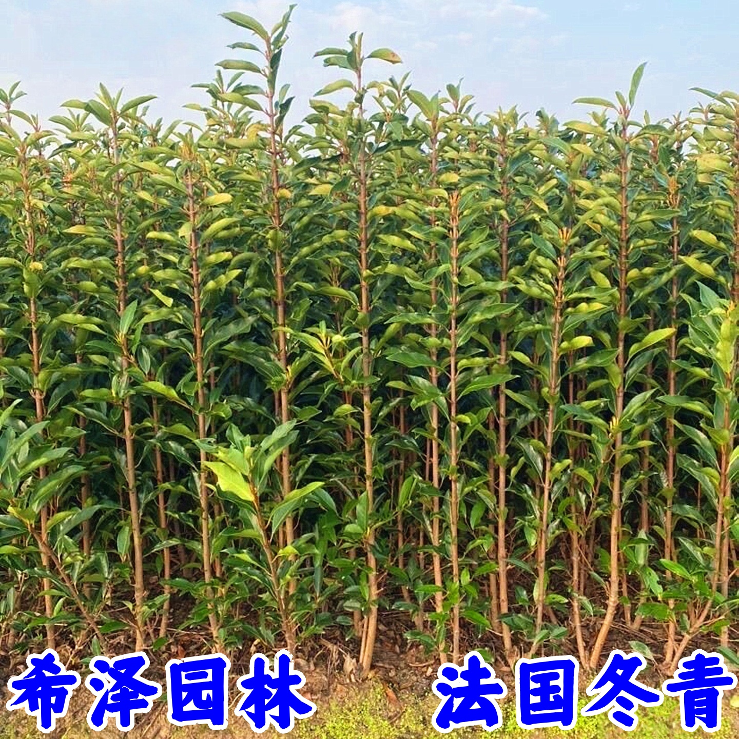 法国冬青树苗别墅庭院耐寒四季