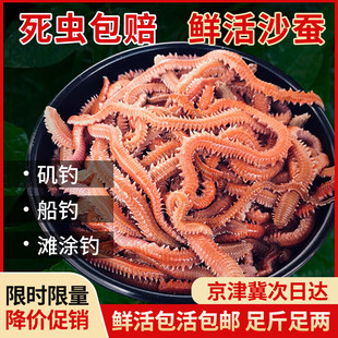 活沙蚕红青虫鲈鱼饵海蚂蟥海蜈蚣海钓鱼饵料海沙蚕鲜活饵顺丰包邮