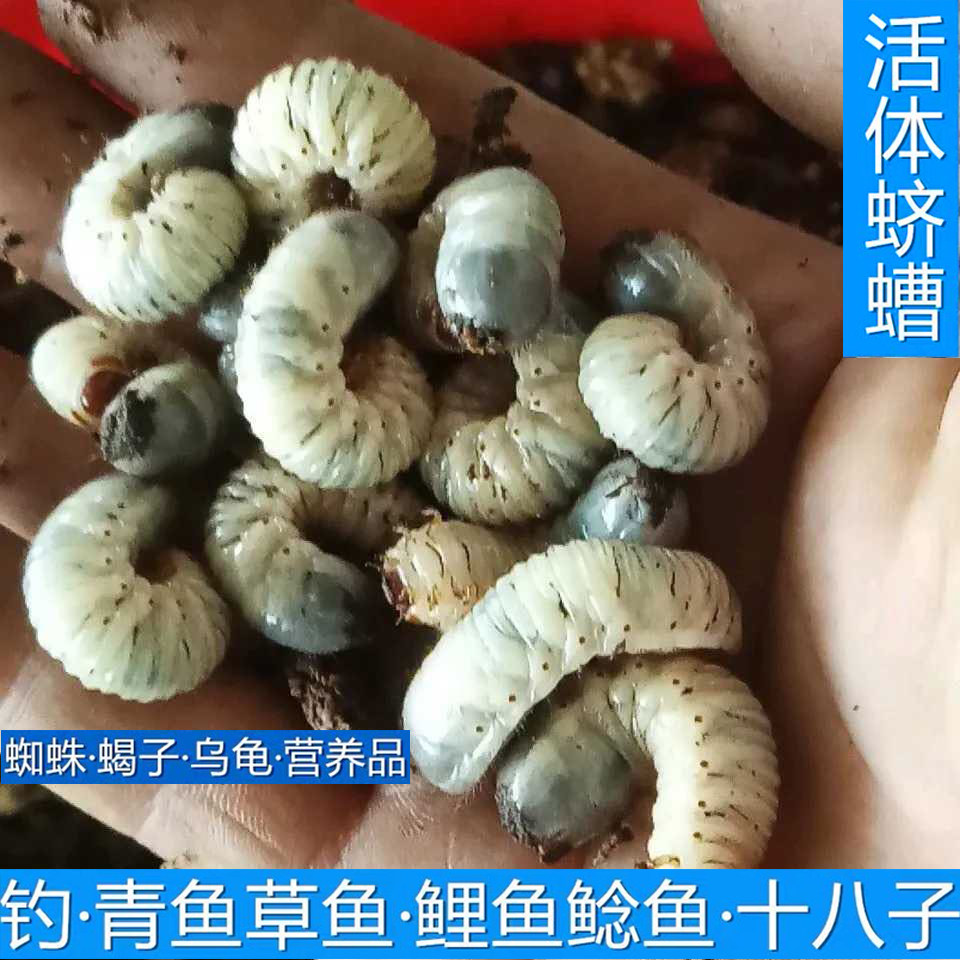 新品钓鱼鱼饵黑坑野钓野战活虫饵料鲤鱼黄辣丁蛴螬老母虫包邮包活