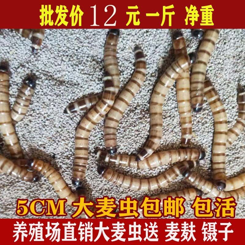 大麦虫活虫鲜活鸟食金龙鱼高蛋白饲料画眉八哥守宫黄粉虫面包虫