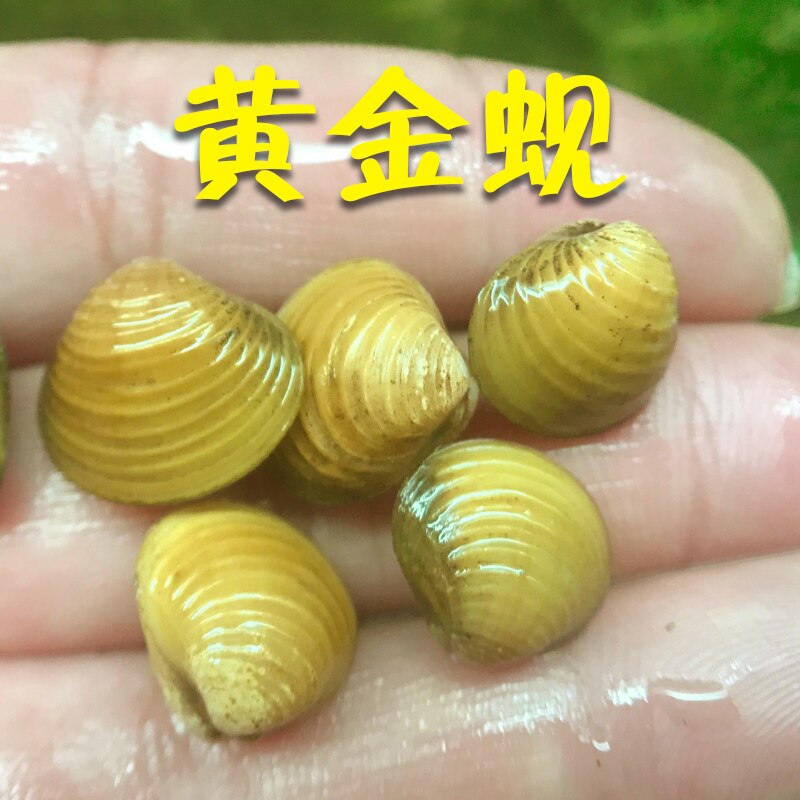 黄金蚬溪蚬蚌小河蚌观赏净水鲜活观赏螺淡水清洁鱼缸除绿水藻贝壳