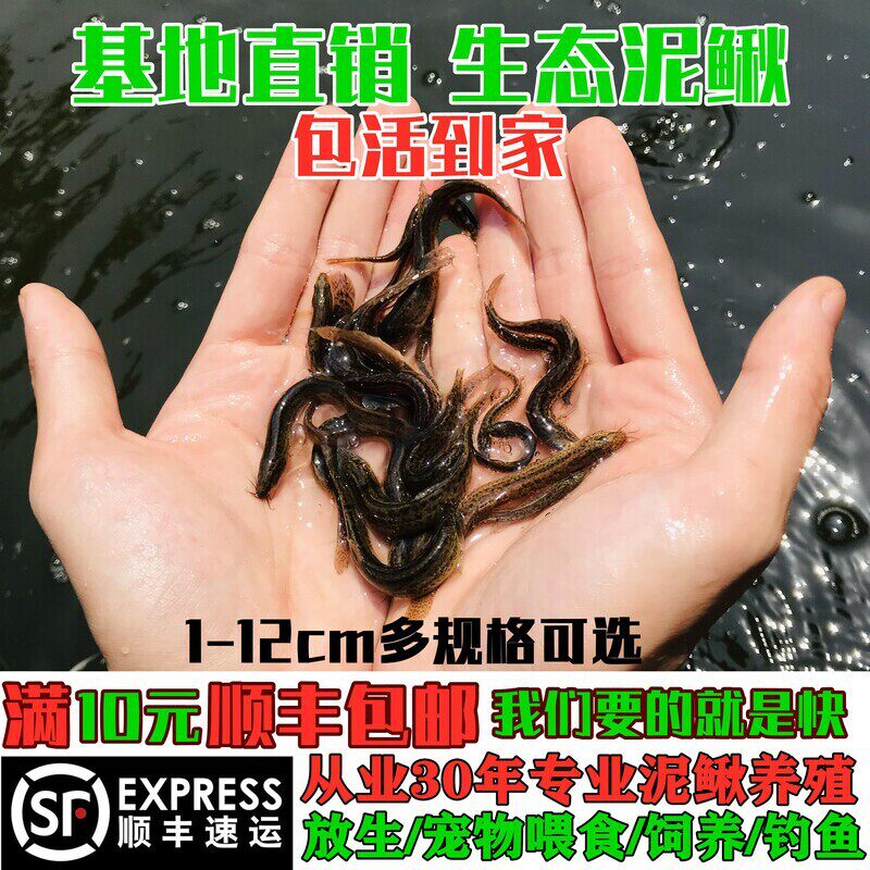 泥鳅苗新鲜泥鳅活体苗筏钓龙鱼活饵料乌龟饲料台湾养小泥鳅苗鲜活