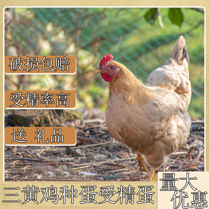 三黄鸡种蛋受精蛋可食用可孵化鸡活珠子/毛胚蛋
